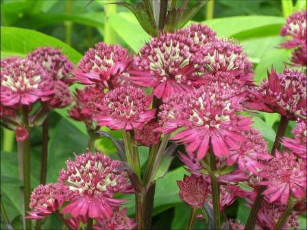 astrantia outdoor planting and care