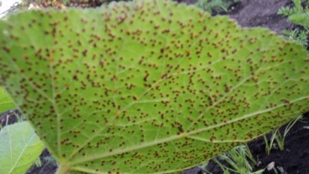 Currant aphids: how