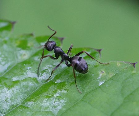 كيفية التعامل مع النمل في الحديقة