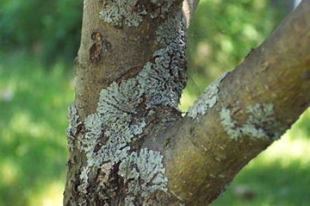 Fighting aphids on fruit trees