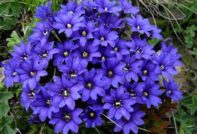 gentian planting and care