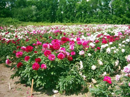 Pünkösdi rózsa: ültetés és gondozás nyílt terepen