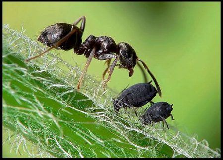 Bagaimana untuk menangani semut