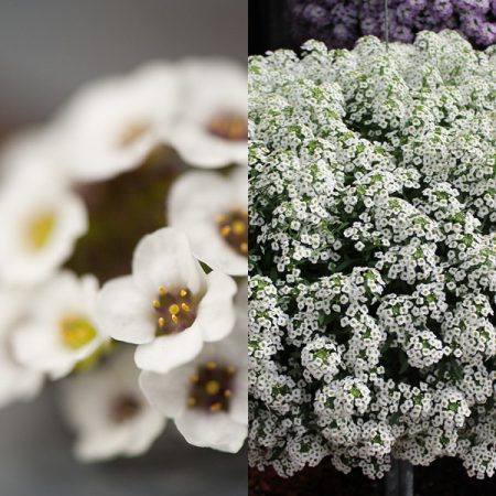 Lobularia: growing from seeds at home