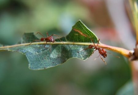 كيفية التعامل مع النمل في الحديقة