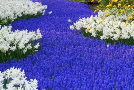 Muscari: landing and care