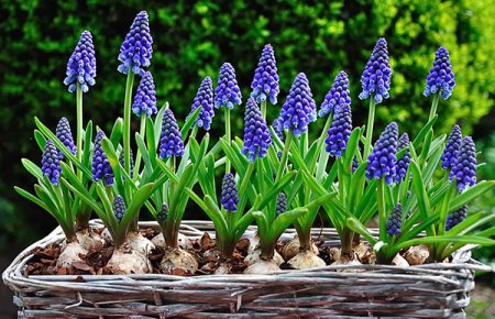Muscari: planting and care in the open ground