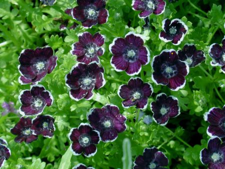 Nemophila: growing from seeds, when to plant