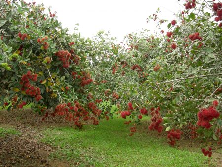 Frambozenboom: planten en verzorging, voortplanting