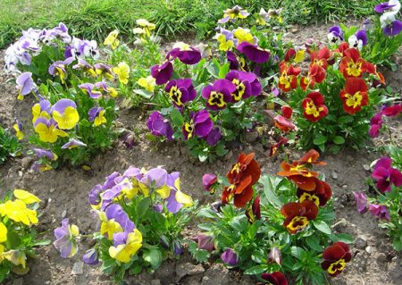 Viola: seed cultivation