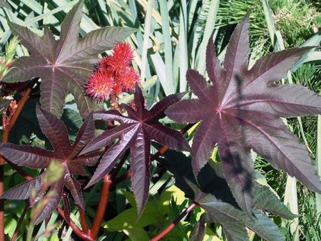 Castor oil plant: growing from seeds when to plant