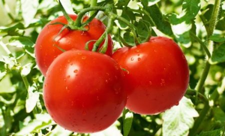 meilleures graines de tomates