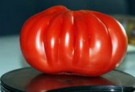 tomaat honderd pond