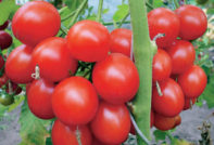 tomaat verlioca beoordelingen