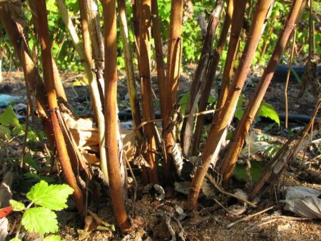 Raspberry tree: planting and care, photo