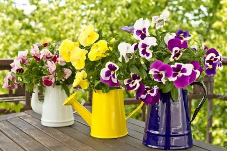 Viola: growing from seeds when to plant