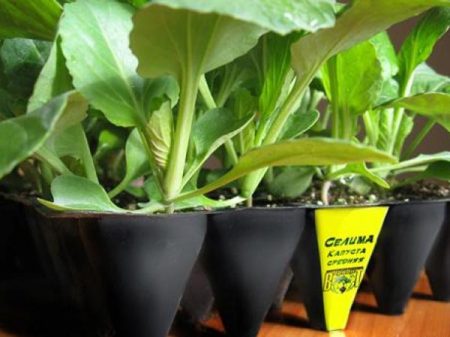 Bagaimana untuk menanam benih kubis di rumah, langkah demi langkah arahan