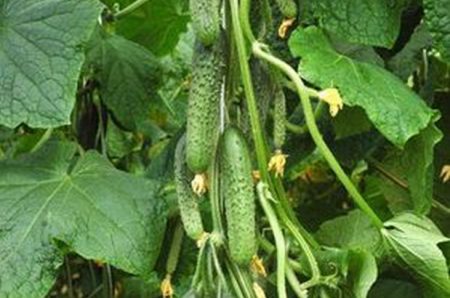 What cucumbers are best planted in the suburbs in the open ground