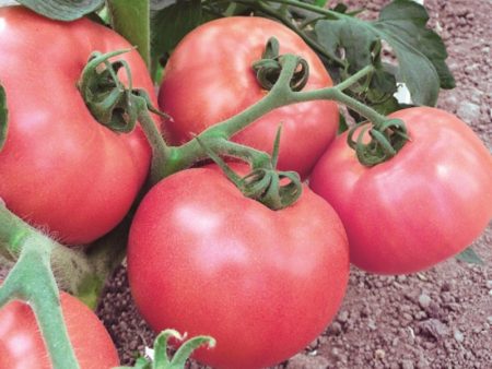 עגבניות מבחר סיביר לאדמה פתוחה - מוקדם