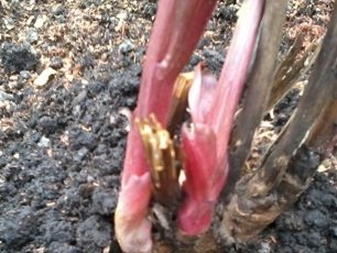 Coloque la raíz con brotes o parte de ella con brotes en el hoyo y espolvoree con tierra