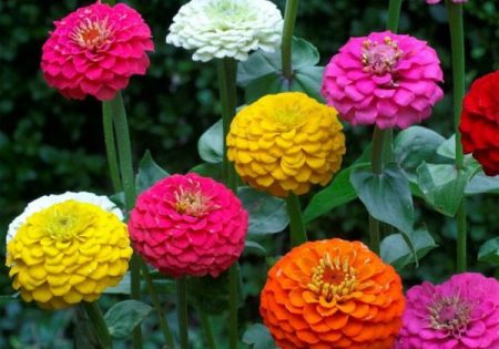 Zinnia: growing from seeds when to plant
