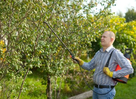 How to process trees and bushes in the garden in spring