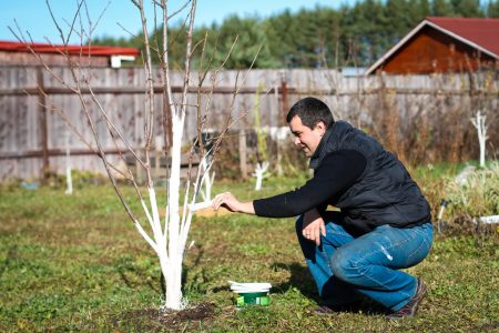 Cómo tratar los árboles y arbustos en el jardín en la primavera de las plagas