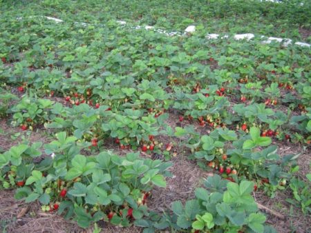 How to feed strawberries in early spring and how to process