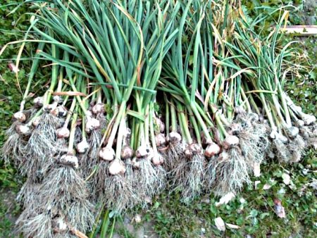 How to feed garlic planted in the spring before winter