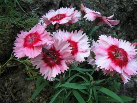 Chinese carnation in the flowerbed