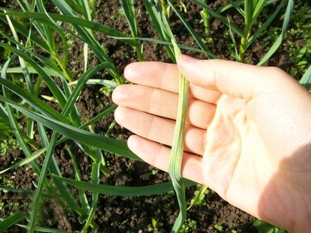 metódy kŕmenia cesnaku na jar