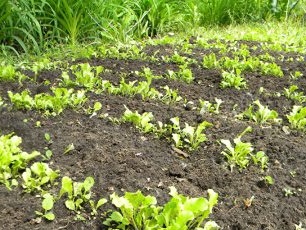 Výhonky salátu na otevřeném terénu