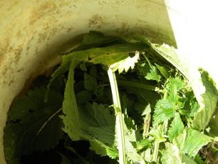 ضع 1 كجم من نبات القراص في وعاء