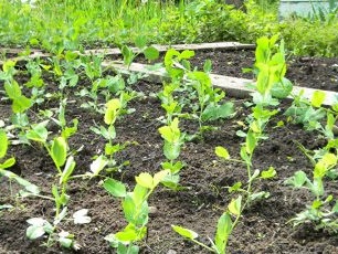 During the germination of seedlings, you need to water the peas every few days