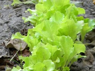 Cum să crești salată în grădină