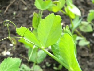 green peas in the country, especially growing