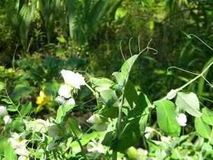 Kvetoucí zelený hrášek