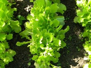 Rostoucí salát