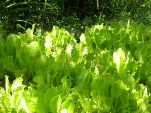 Cultură de salată în pământ deschis: plantare și îngrijire
