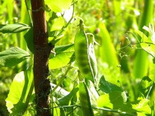 growing peas in the country