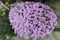 armeria outdoor planting and care