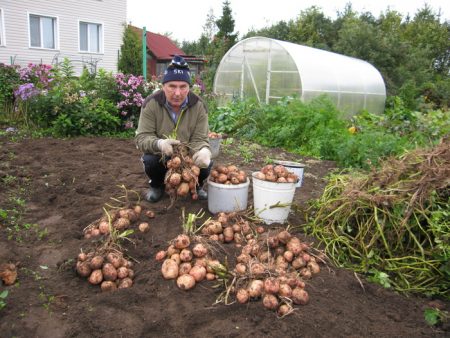 Cum să plantezi cartofi