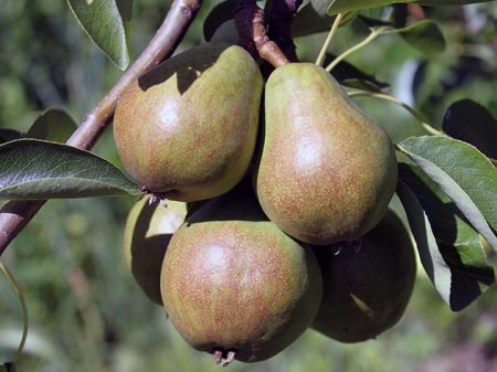 How to care for a pear in spring
