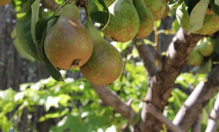 Hur man tar hand om ett päron på våren, så att det blir en bra skörd