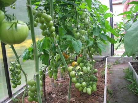 When to plant seedlings in a polycarbonate greenhouse