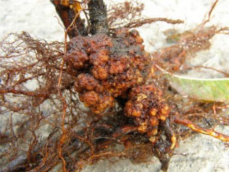 Root cancer of the apple tree