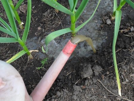 Garlic turns yellow: how to feed