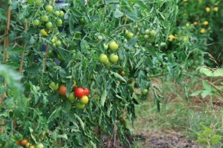 Outdoor tomatoes