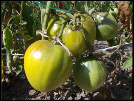 Tomatoes for open ground without herding