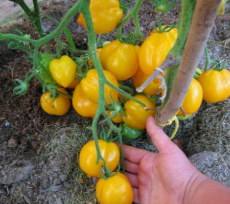 Tomato untuk kawasan terbuka untuk rantau Moscow